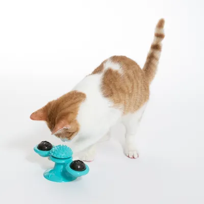 Котка играе със синя интерактивна играчка с вендуза, две черни топки и четка в средата.