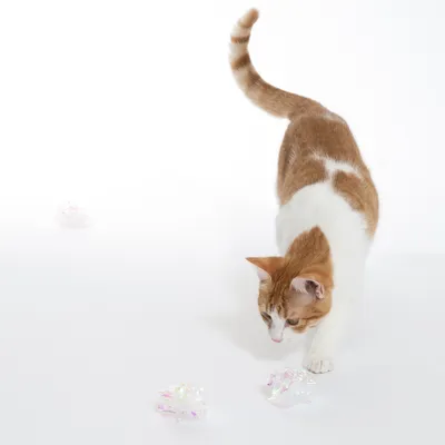 Chat roux et blanc marchant près de trois balles froissées transparentes sur fond blanc, jouets visibles au sol.