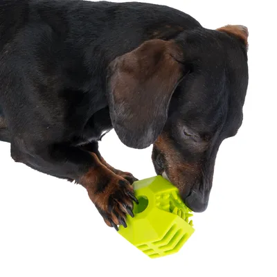 Cane a pelo corto che tiene tra le zampe e morde un gioco verde in plastica dalla forma geometrica, su sfondo bianco.