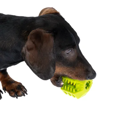 Cane che gioca con una palla gioco verde con nodi e aperture, adatta per masticare e giocare.