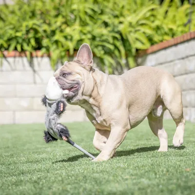 Dog playing with a plush toy shaped like an animal on a lawn.