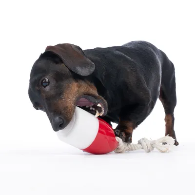 Chien noir mordant un jouet en forme de capsule rouge et blanche attaché à une corde blanche, sur fond blanc.