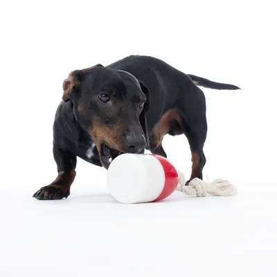 Chien noir et marron jouant avec un jouet cylindrique blanc et rouge muni d'une corde épaisse blanche, visible sur fond blanc.