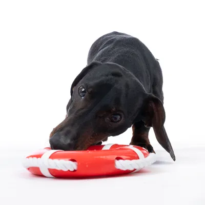 Hund leger med rød legetøjsring af plast og reb.