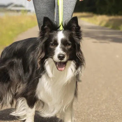 Hund i koppel på en promenadväg. Fokus på kopplet och hunden.