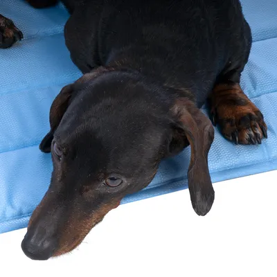 Pies leży na niebieskim, wyściełanym podłożu.