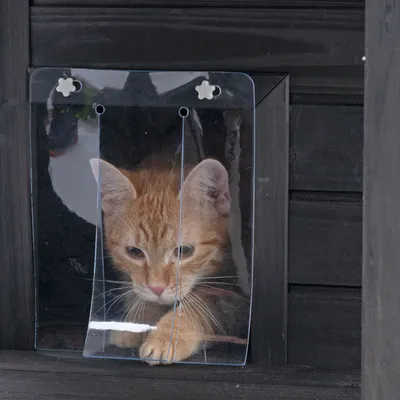 Katzenklappe aus transparentem Kunststoff, montiert an einer Holztür. Eine orangefarbene Katze schaut durch die Klappe nach draussen.