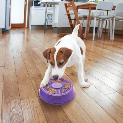 Hund leckt Futter von lila KONG-Futterschale mit strukturierter Oberfläche, geeignet für langsames Fressen.
