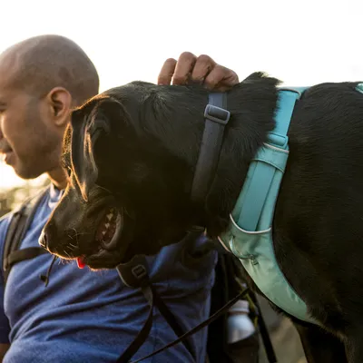 Schwarzer Hund mit türkisfarbenem Geschirr und schwarzem Halsband, im Freien neben einer Person.