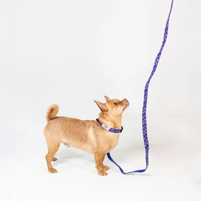 Petit chien portant un collier bleu avec une laisse assortie à motifs, présenté sur fond blanc. Collier et laisse visibles en textile.