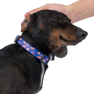 Chien portant un collier bleu à motifs colorés, une main humaine caresse sa tête. Collier en tissu avec boucle réglable visible.