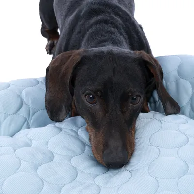 Ciemny pies leży na jasnoniebieskiej, pikowanej poduszce z okrągłym wzorem.