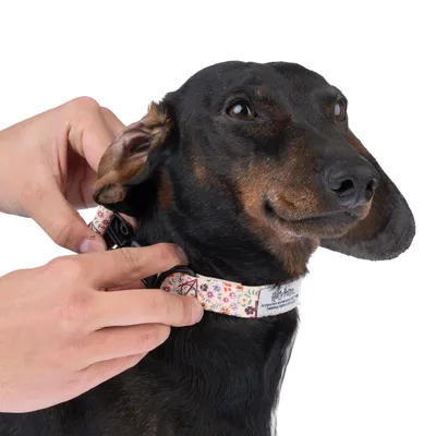 Hund mit floralem Halsband, Harry Potter Design. Hände befestigen die Schnalle des Halsbands.