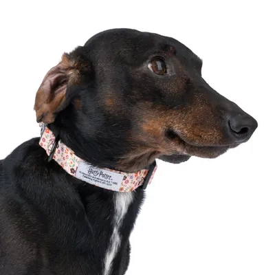 Hundehalsband mit Harry Potter-Design und Blumenmuster, sichtbarer Schriftzug: 'Harry Potter'.