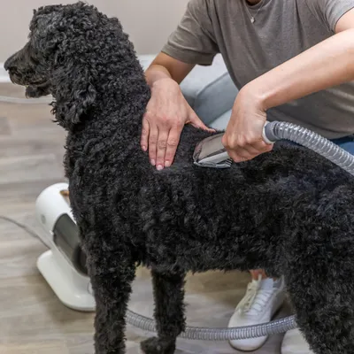 Persona utiliza un dispositivo de cuidado animal con tubo y pieza de mano en un perro negro. Dispositivo visible al fondo.