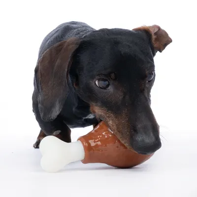 Hund leker med en leksak i form av ett benklubbs-tuggleksak.