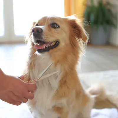 Hund wird mit einer Schere am Halsfell gepflegt. Demonstration der Fellpflege für Haustiere.