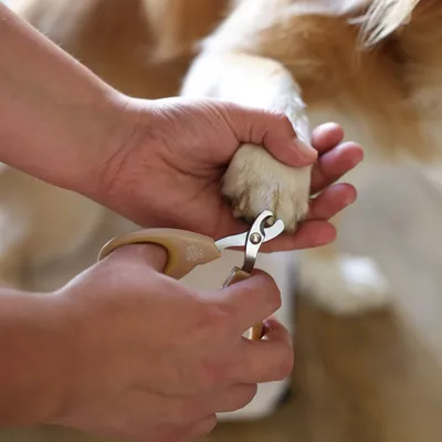 Hand holding a dog's paw while trimming nails with a beige-grey nail clipper.