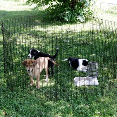 Freigehege aus Metall für Haustiere, aufgestellt im Garten. Enthält Wasserspender und Futternapf. Drei Tiere im Gehege sichtbar.