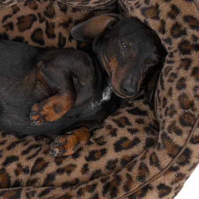 Dog lying in a cosy bed with leopard print. Product shows comfort and design of the pet bed.
