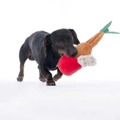Cane che gioca con un gioco di stoffa a forma di carota, composto da parti in tessuto rosse e marroni e foglie verdi.