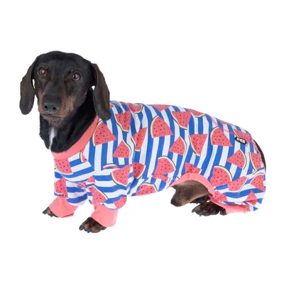 Dackel trägt gestreiften Hundepullover mit Wassermelonen-Muster und rosa Bündchen. Sichtbares Logo: FuzzYard.