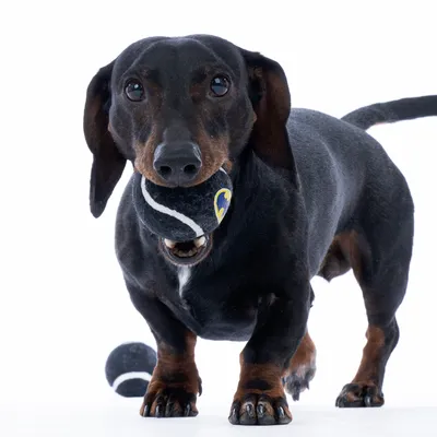 Sort hund holder en sort tennisbold med hvid stribe og gult logo i munden. En anden bold ligger i baggrunden.
