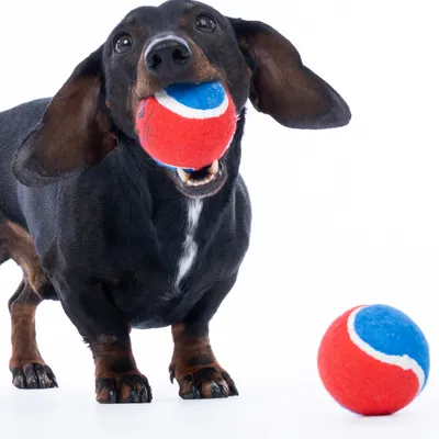 Cane che gioca con una palla da tennis rossa e blu. Il prodotto mostra l'uso di un gioco per pet.