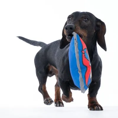 DC Superman hondenspeeltje