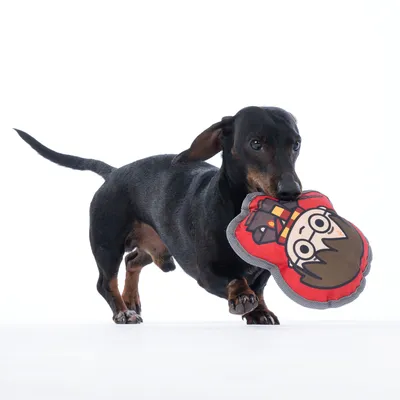 Dachshund bærer et rødt hundelegetøj med Harry-Potter-motiv i munden.