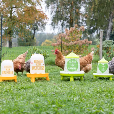 Hühnerfutterspender in verschiedenen Grössen und Farben mit der Aufschrift 'I LOVE MY LADIES', umgeben von Hühnern auf einer Wiese.