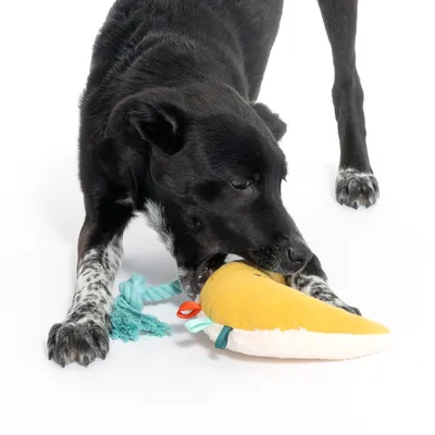 Dog playing with yellow plush toy in carrot shape, equipped with green ropes.