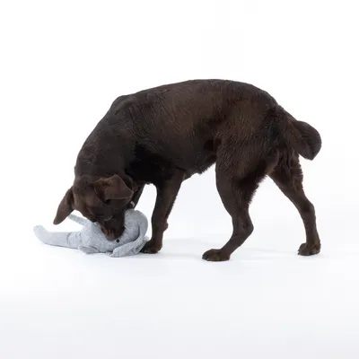 Brauner Hund spielt mit einem grauen Stofftier in Elefantenform.