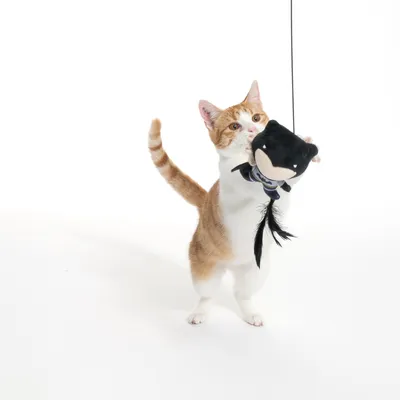 Cat playing with a black plush toy on a string.