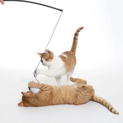 Two cats playing with a teaser wand that has a plush toy attached.