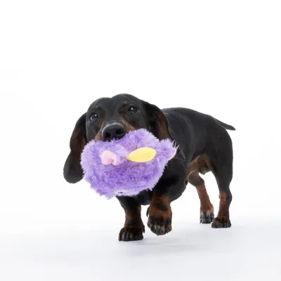 Chien teckel tenant un jouet en peluche violet avec des détails jaunes et roses dans sa gueule, sur fond blanc.