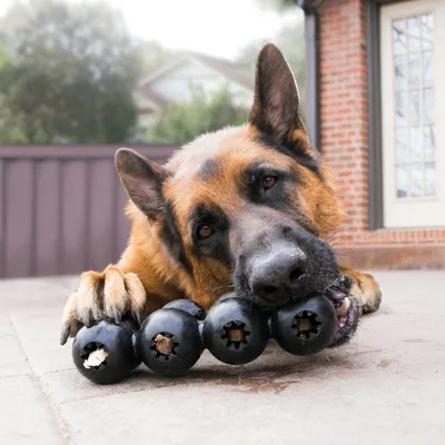 Chien de grande taille mâchant un jouet noir en caoutchouc avec plusieurs compartiments visibles, certains remplis de friandises. Jouet posé sur le sol extérieur devant une maison.