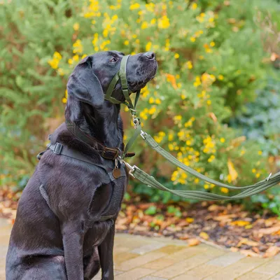 Svart hund med grönt Halti-sele och koppel, lämpligt för kontrollerad hantering. Sele med justerbara remmar och robusta metallspännen.