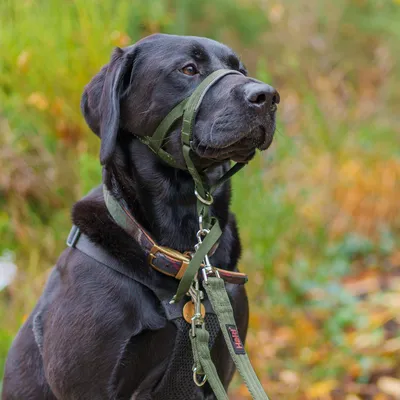 Svart hund med grönt grimma och sele, lämplig för kontrollerad ledning. Naturmiljö i bakgrunden.