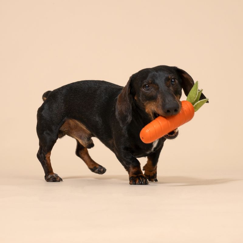 Hund spielt mit orangefarbenem Karotten-Spielzeug aus Stoff und Kunststoff.