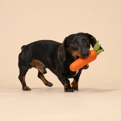 Hund leger med orange gulerodslegetøj af stof og plast.