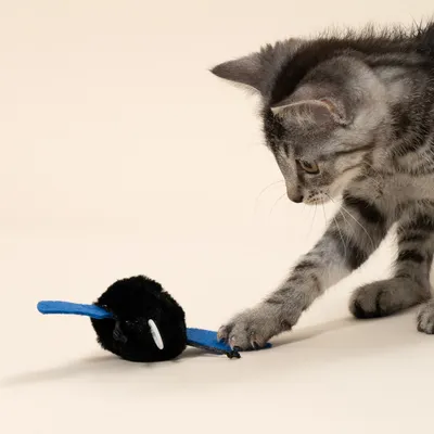 TIAKI gatto giocattolo vibrante pipistrello
