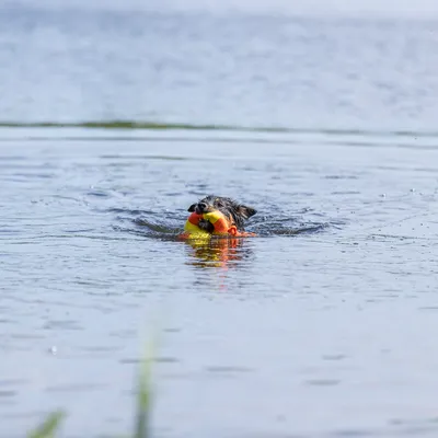 Hund schwimmt im Wasser und trägt ein gelbes und oranges Spielzeug. Demonstration eines wasserfesten Hundespielzeugs.