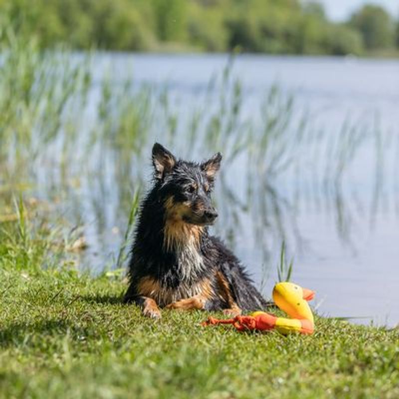 Trixie Aqua Toy Eend aan Touw