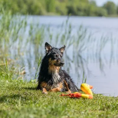 Trixie Aqua Toy Eend aan Touw