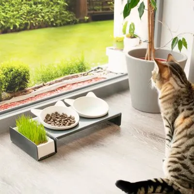 Kattenvoerstation met twee keramische bakjes in kattenvorm, één gevuld met brokjes en één leeg, plus een bakje kattengras. Kat kijkt naar het voerstation bij raam.
