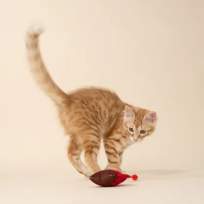 Червена котка играе с червена играчка на светъл фон.