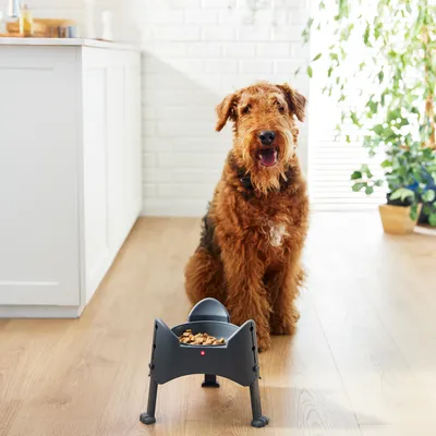 Perro sentado frente a un comedero elevado con pienso en una cocina moderna. El producto muestra un diseño ergonómico para una alimentación cómoda.
