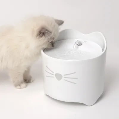 Chaton devant une fontaine à eau blanche en céramique, motif museau de chat sur le devant, jet d’eau visible au centre du bol.