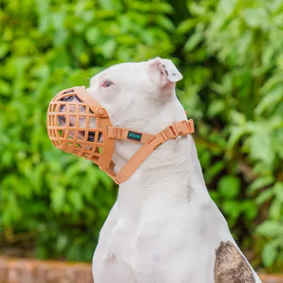 Hund mit braunem Maulkorb aus Kunststoff und verstellbarem Riemen. Markenlabel 'Baskerville' sichtbar am Halsband.